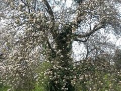Obst-Info-Weg