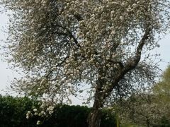 Obst-Info-Weg