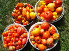 Tomatenverkostung
