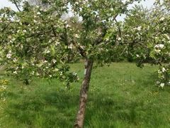 Obst-Info-Weg
