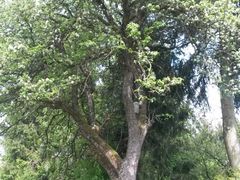 Obst-Info-Weg