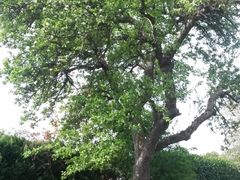 Obst-Info-Weg