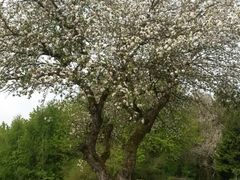 Obst-Info-Weg